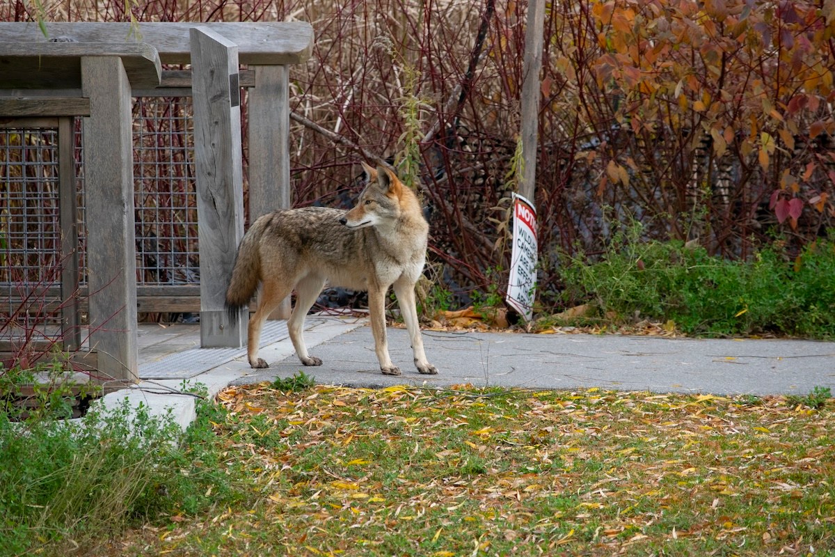 coyote cat neighborhood