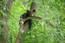 bear cubs tree