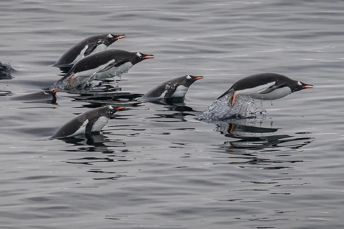 penguins arrival video