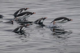 penguins arrival video
