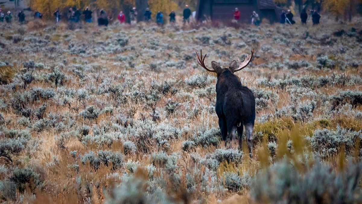 moose grand teton national park