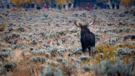 moose grand teton national park