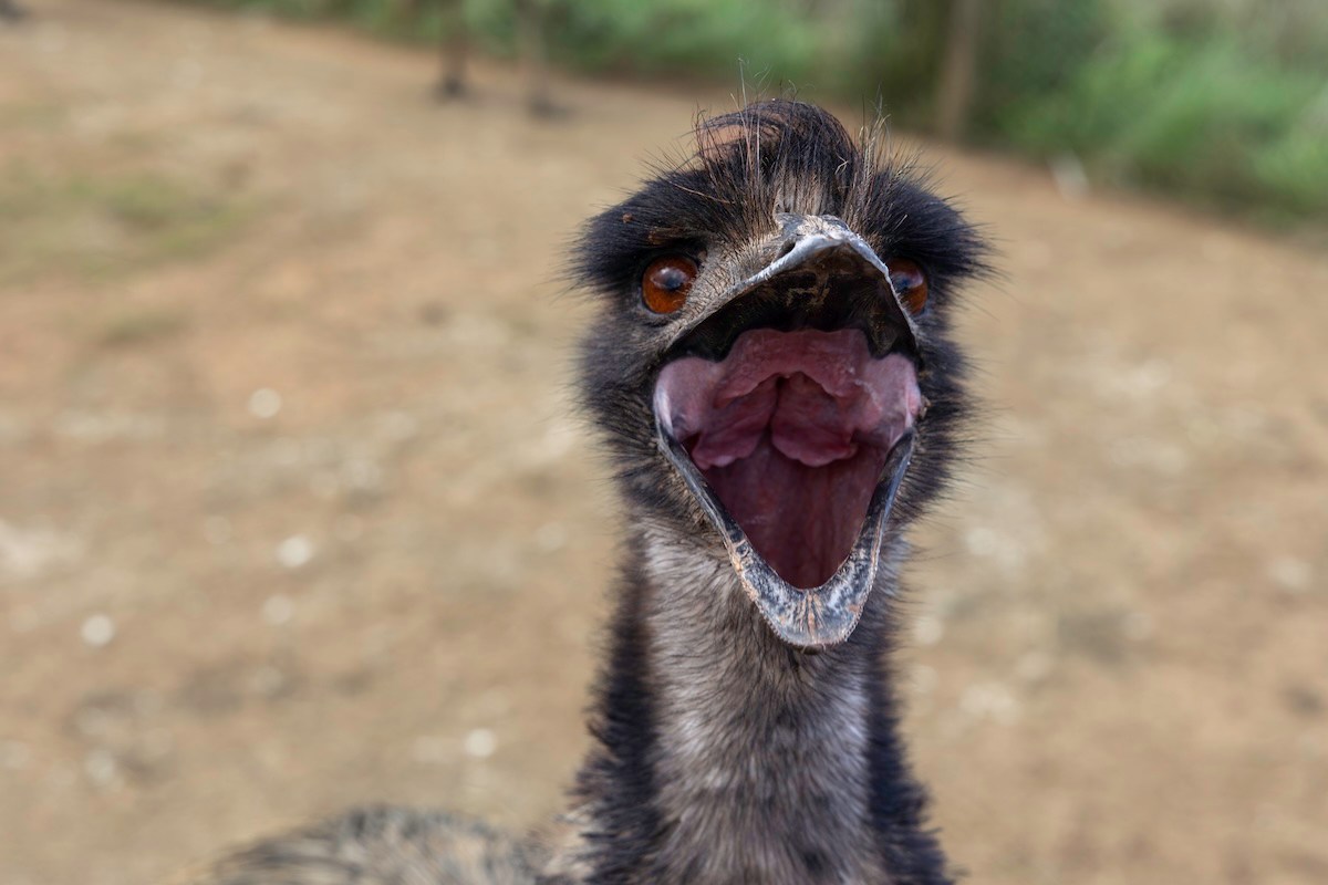 emu traffic
