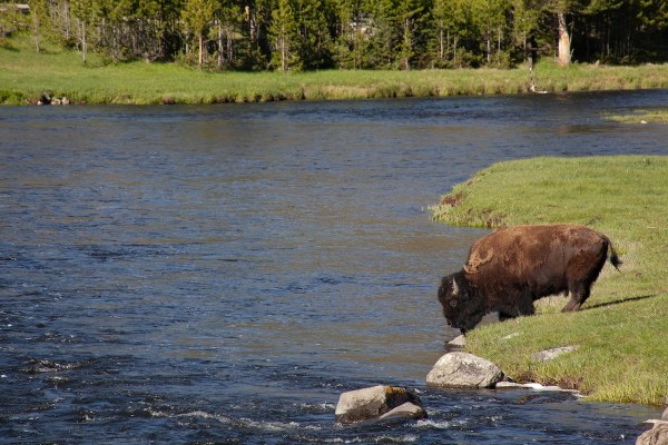 bison fisherman yellowstone