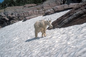 mountain goat glacier national park