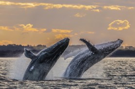 whales breaching juneau