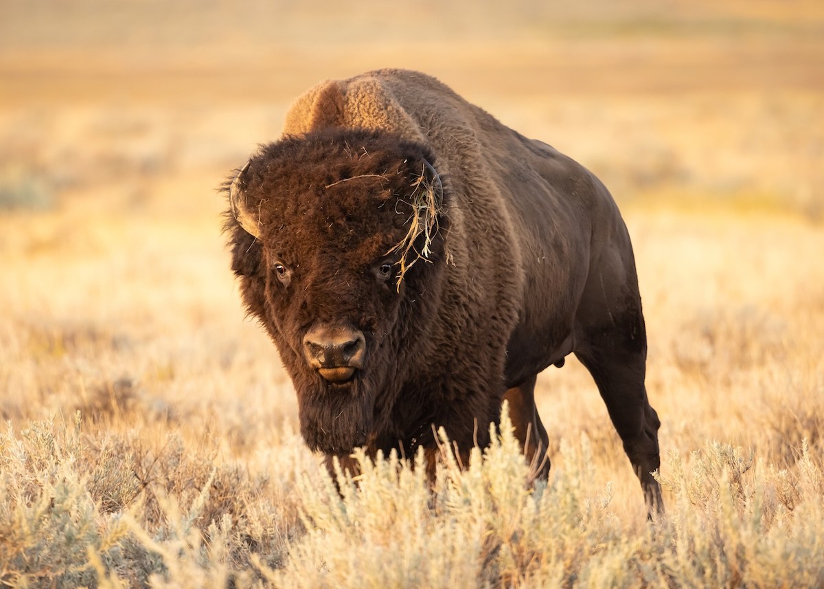 bison circles yellowstone injured