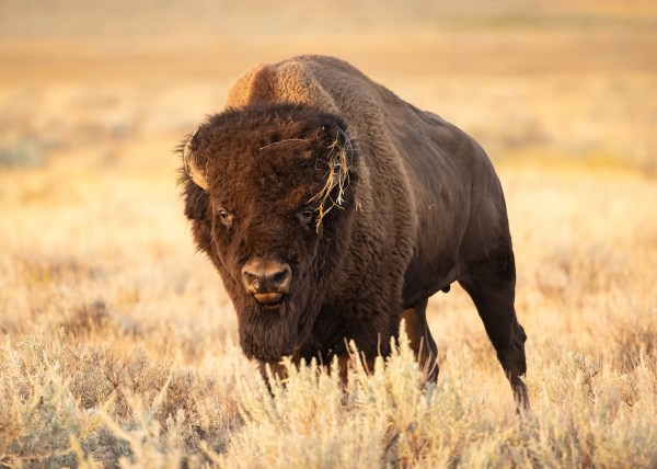 bison circles yellowstone injured