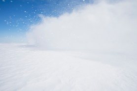dog avalanche alaska