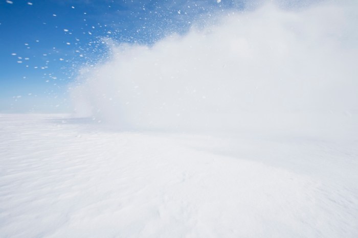 dog avalanche alaska
