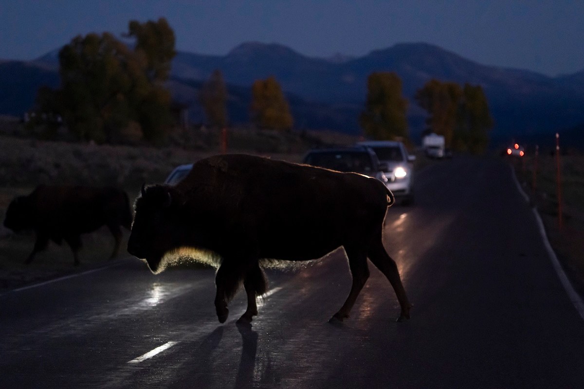 bison truck yellowstone