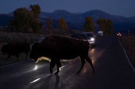 bison truck yellowstone
