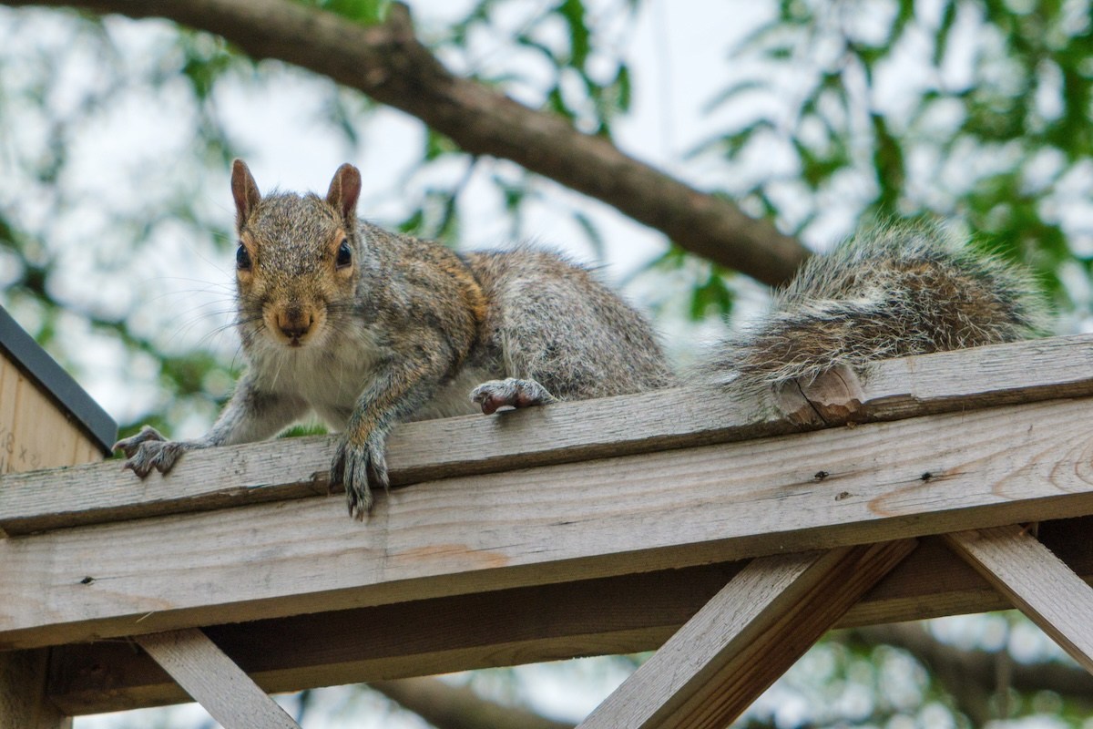 squirrel church