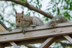 squirrel church