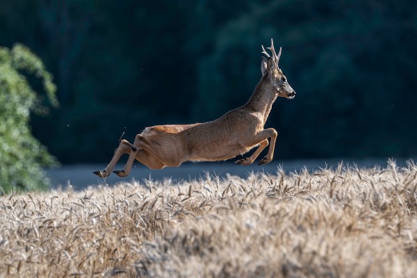 deer window