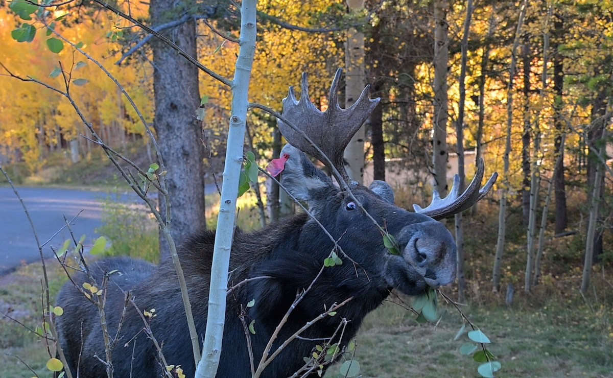 bull moose breckenridge