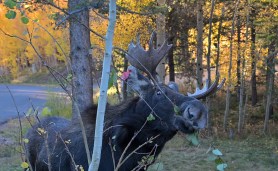 bull moose breckenridge