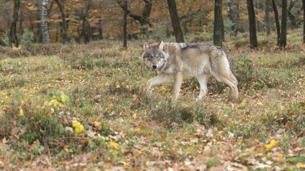jogger wolves denmark