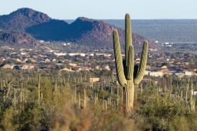 cactus hiker