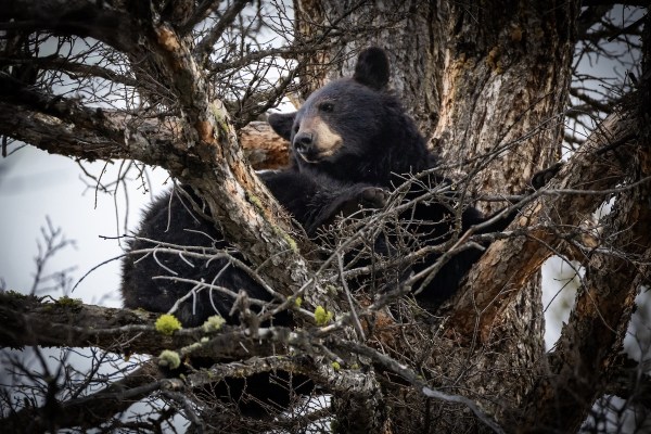 bear tree lumberjack