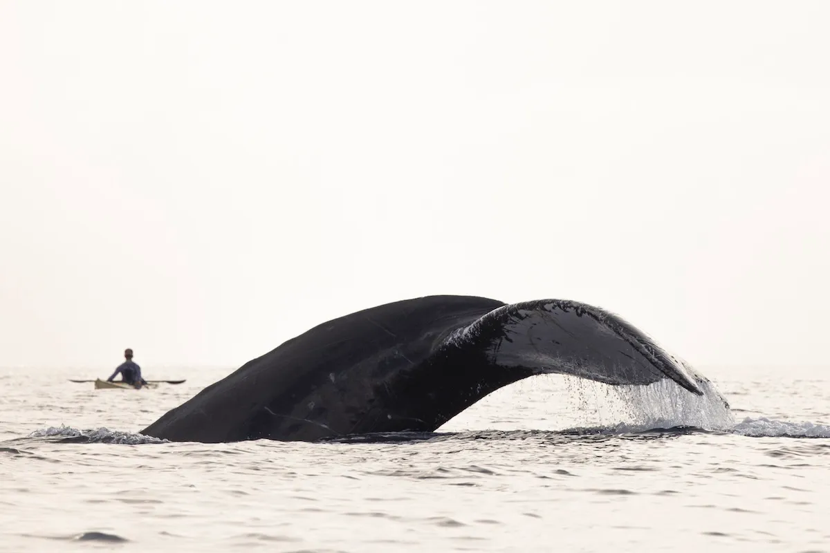 whale kayaker