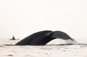 whale kayaker