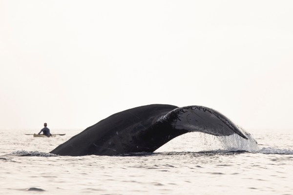 whale kayaker