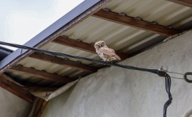 owl power line