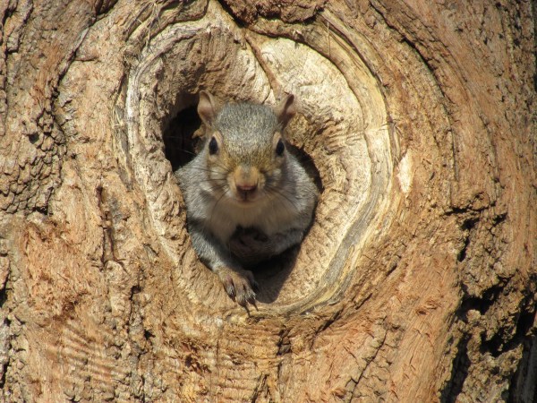 squirrel snake tree