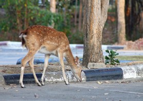 Deer parking lot