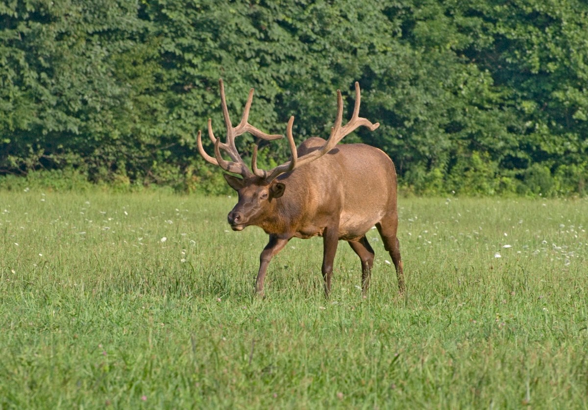 bull elk charges