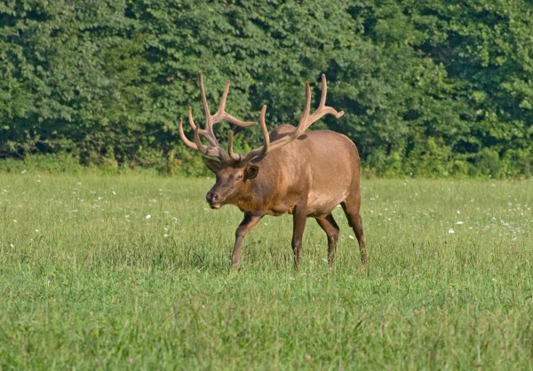 bull elk charges