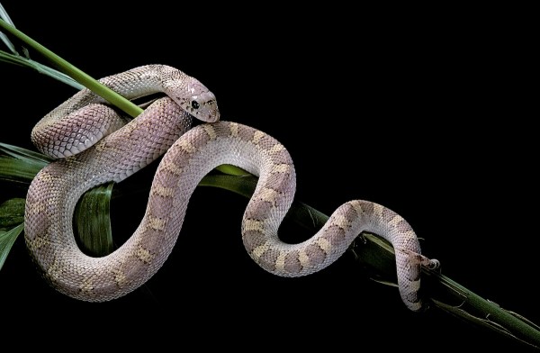 snake tree