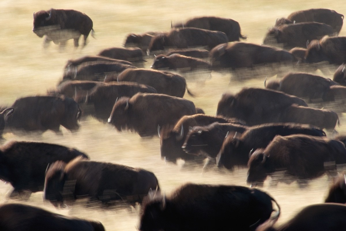 bison stampede grand teton