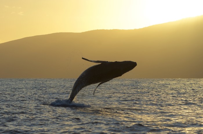 baby humpback whale