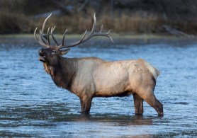 bull elk bugles