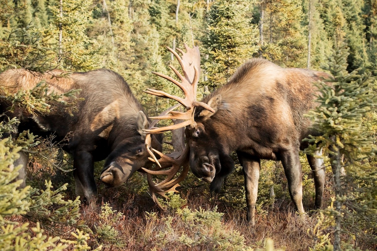 bull moose battle