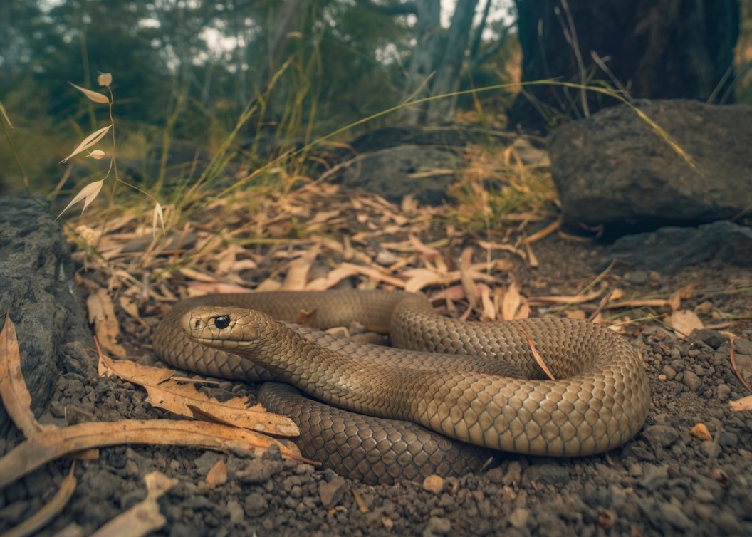 deadly snake hiding photo