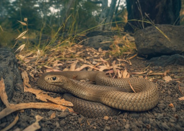 deadly snake hiding photo