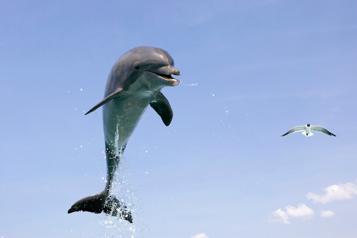 flying dolphins